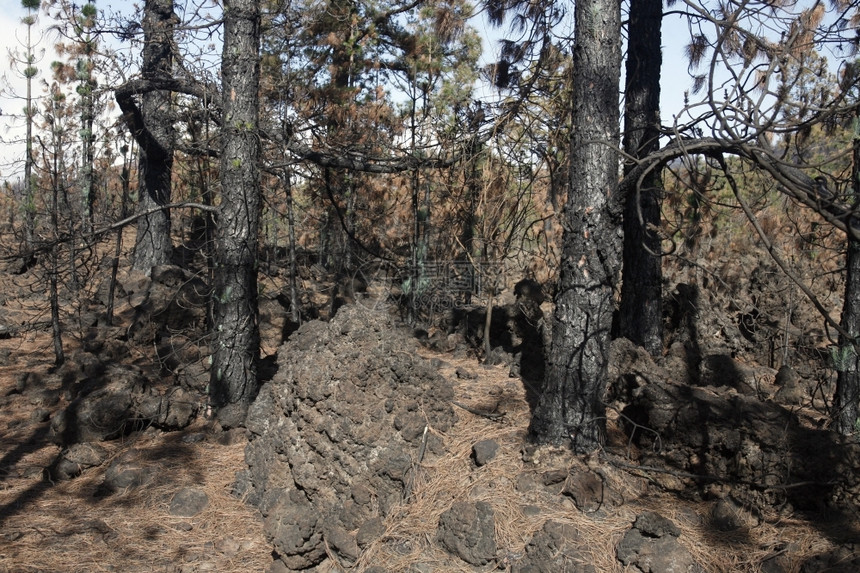 大西洋班牙加那利群岛的西班牙加那利群岛特内里夫的火山地表图片