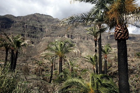 大西洋中班牙加那利岛中心群的法塔加山村附近的景观背景图片