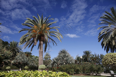 a在大西洋班牙加那利岛的西班牙大洋加那利岛的拉斯帕尔马市的棕榈树图片