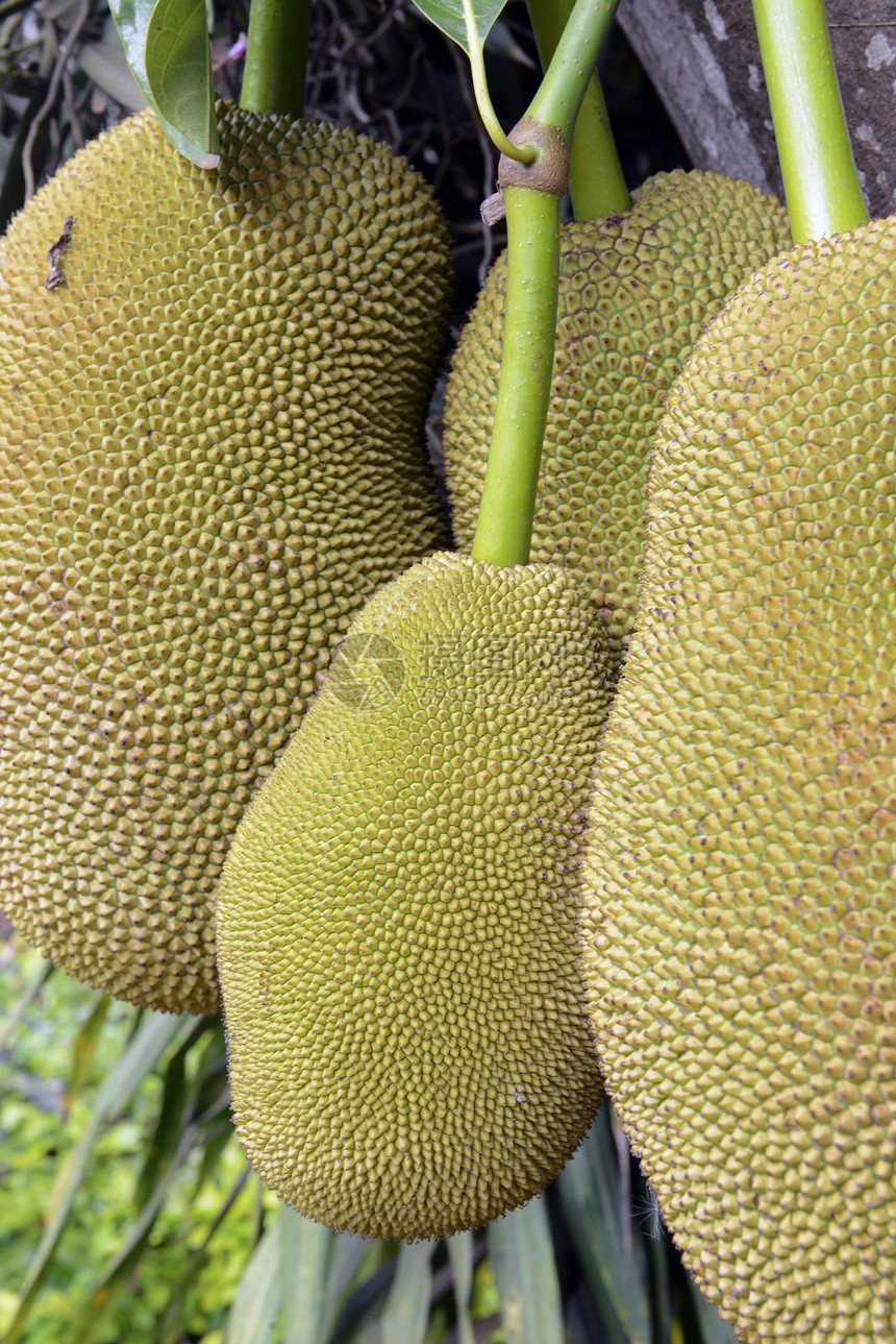 东南亚泰国北部MeeHongSon北道MeeSon村附近的Durian树图片
