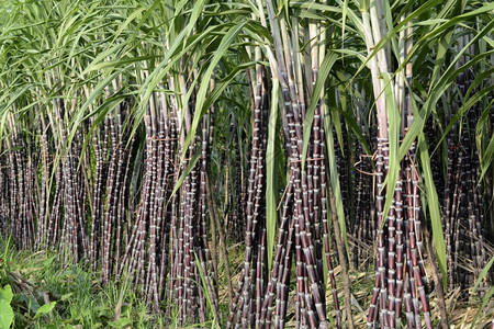 缅甸南部东Myeik市附近一个村庄的甘蔗种植园高清图片