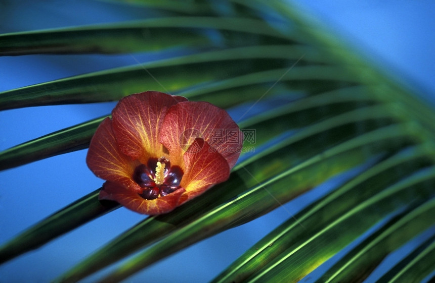 a在印度洋马尔代夫群岛屿和环礁海滩上的热带花朵图片