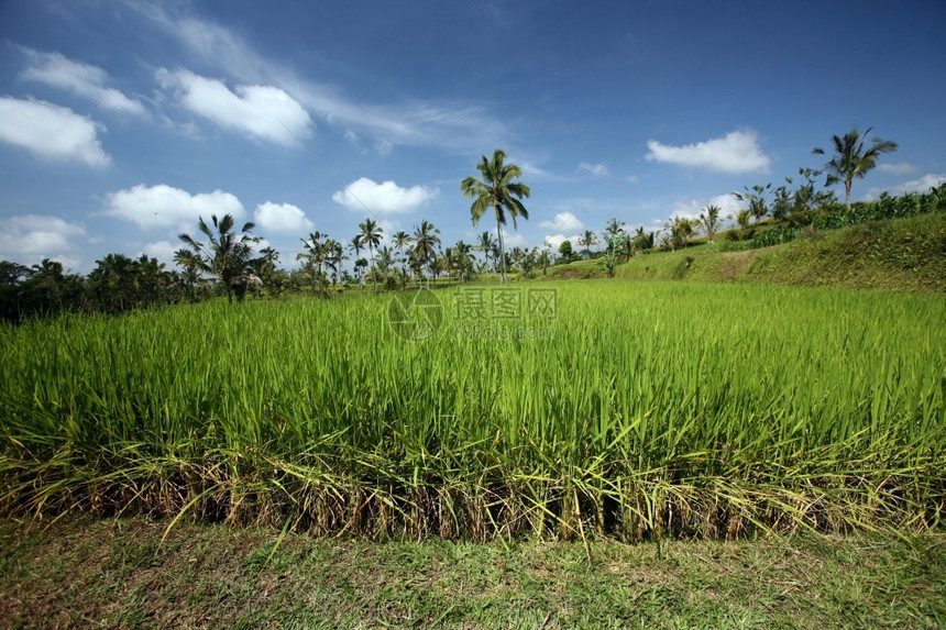 a巴厘岛中部东南印度的巴厘岛稻田和景观图片