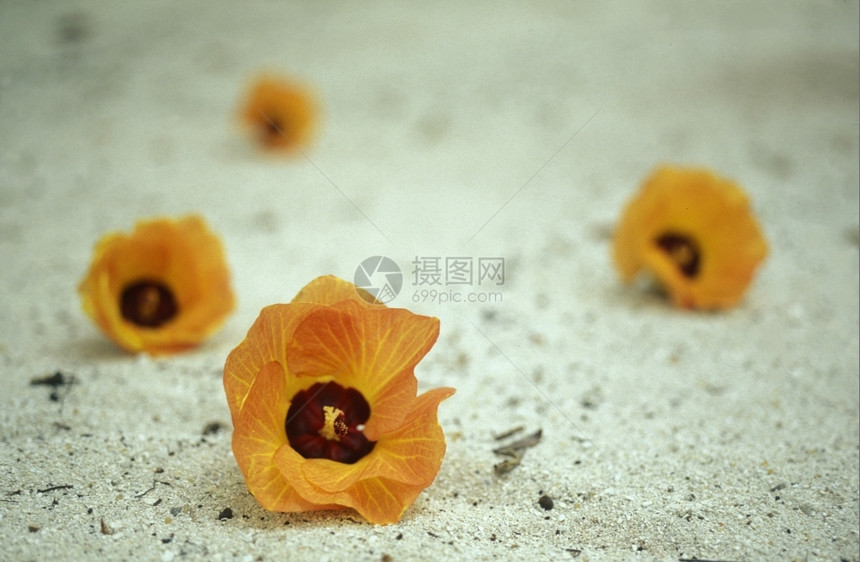 a在印度洋马尔代夫群岛屿和环礁海滩上的热带花朵图片