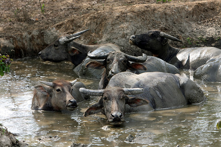 东帝汶北部Baucau镇附近的水牛东南部图片