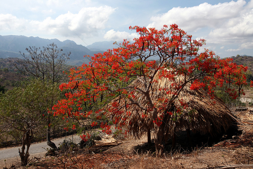 东帝汶南部的Lantam村地貌图片