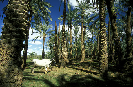 法拉夫埃及地标自然高清图片