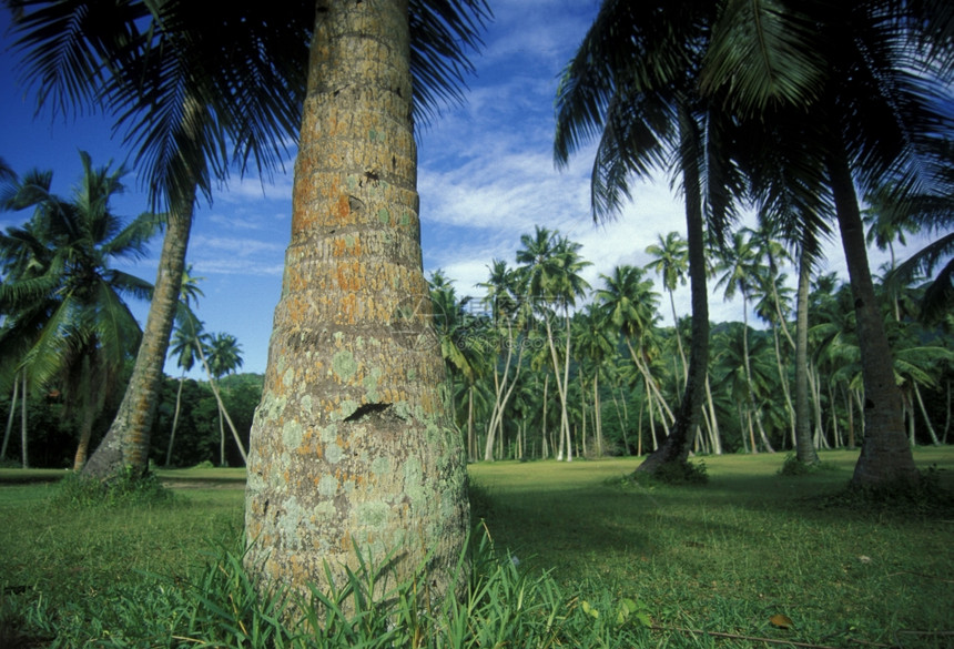 海岸滩上的椰子树如果是印地海中环礁群岛的屿LaDigue岛的话图片
