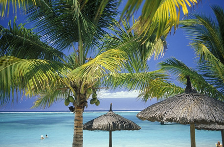 毛里求斯岛海滩上的棕榈树在印地安海的中图片
