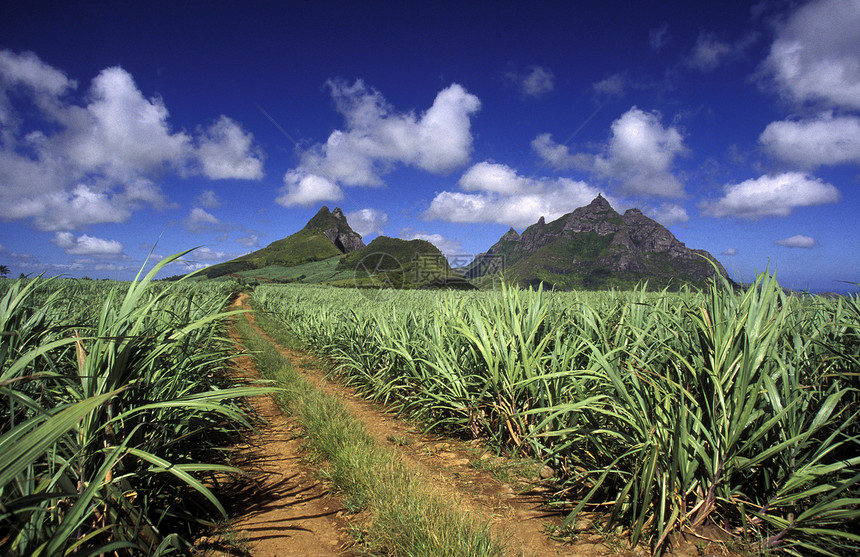 毛里求斯岛上印度洋的甘蔗种植园图片