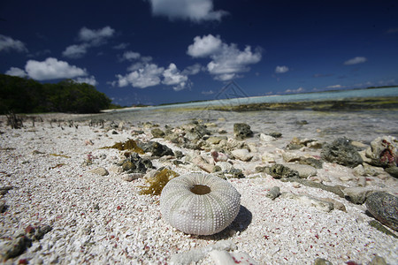 托洛斯加勒比自然高清图片