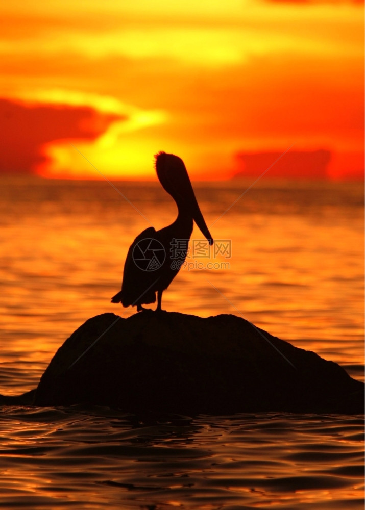 海鸟和Pelican海鸟在委内瑞拉洋中LosRoques群岛的GranRoque岛村庄的海滩上图片