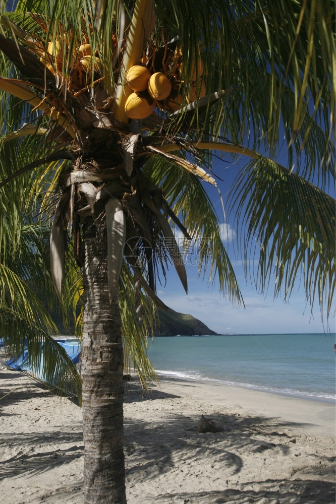 委内瑞拉加勒比海玛格丽塔岛上的佩德罗冈萨雷斯镇的海滩南美委内瑞拉马加蒂塔岛佩德罗冈萨雷斯海滩图片