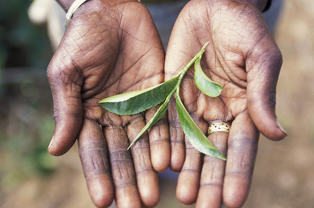 在斯里兰卡Asien的NuwaraEliya镇的一个茶叶种植园工作图片