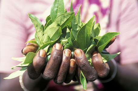 伊利亚在斯里兰卡Asien的NuwaraEliya镇的一个茶叶种植园工作背景