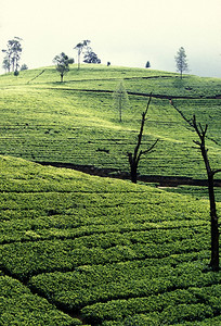 在斯里兰卡Asien的NuwaraEliya镇种植茶叶图片