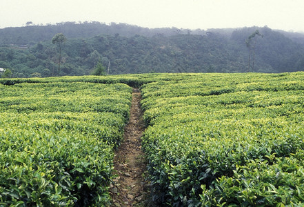在斯里兰卡Asien的NuwaraEliya镇种植茶叶图片