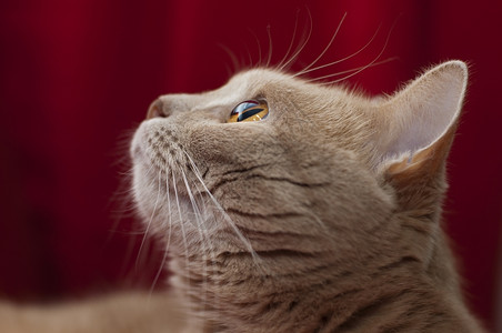 剖面图中的猫肖像热情仰望图片非常清楚地看到眼睛的虹膜和结构颜色图片