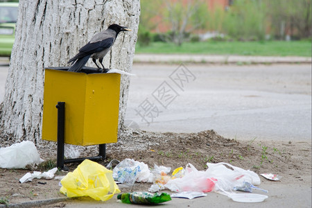 乌鸦在垃圾箱里挖洞寻找食物在人行道上扔垃圾图片