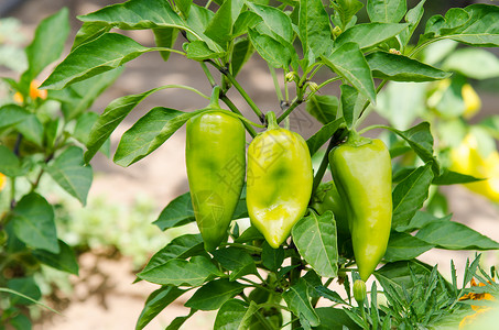 灌木丛中胡椒果在一个或阴谋中种植胡椒图片