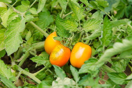 一张床上的西红柿在一个或阴谋上种植西红柿图片