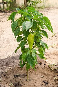 Bush胡椒和水果在一个或阴谋上种植胡椒图片