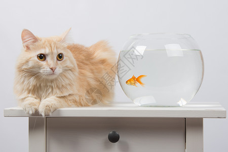 家猫坐在有金鱼的水族馆桌子上背景图片