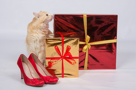 猫嗅到红女人高胸鞋旁边的礼物盒图片