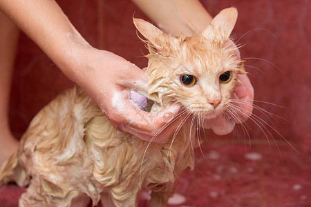 女用手洗的家猫背景图片