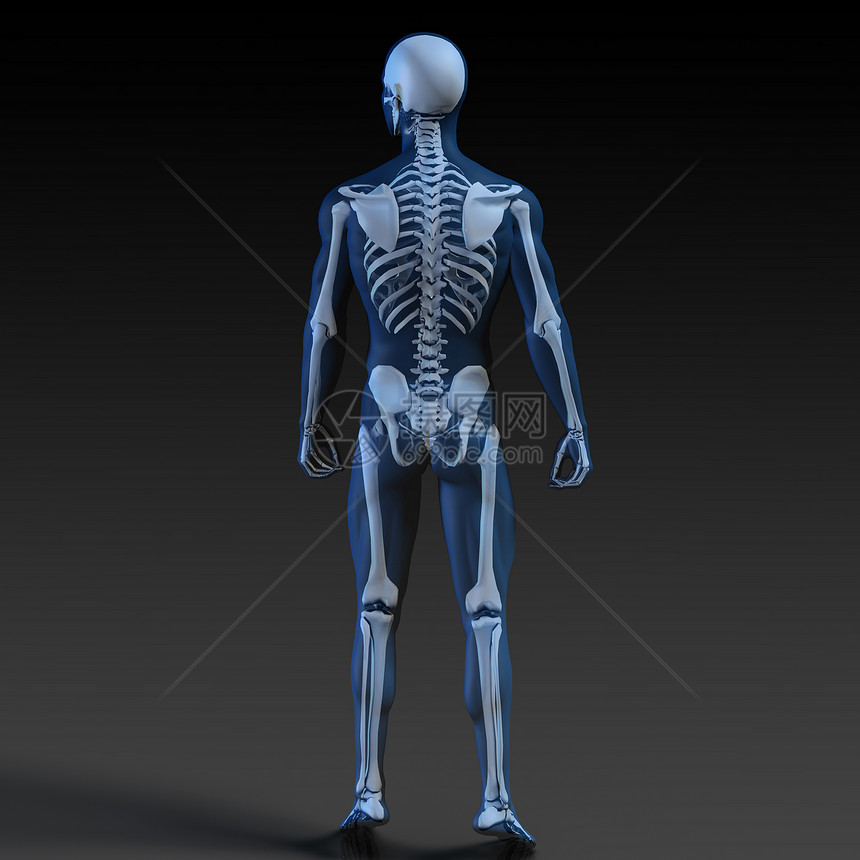 透明人与骨结构在移动中图片