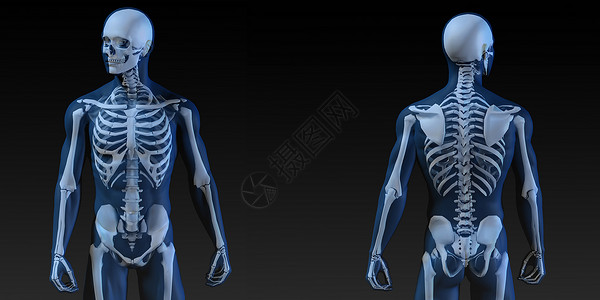 人体和骨头作为艺术的医学说明图片