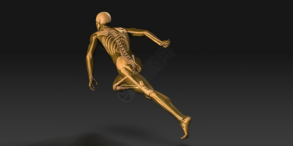 人类解剖学有可见的骨骼和肌肉艺术图片