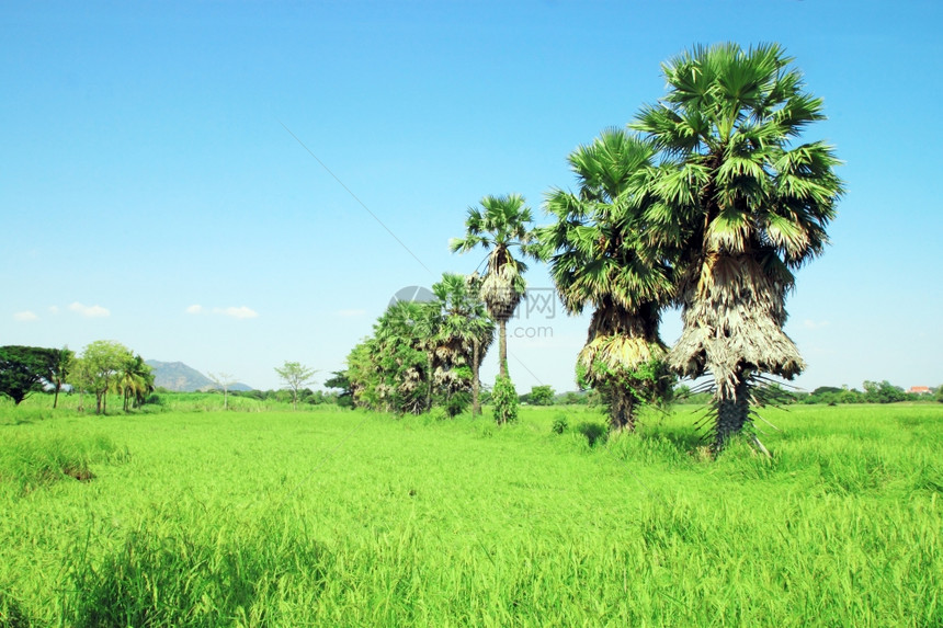 田间甘蔗棕榈树泰国图片