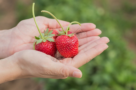手握草莓和植物本底图片