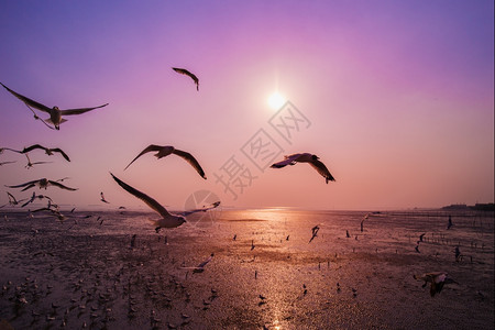 在泰国邦浦海面上鸥随日落在面飞行图片