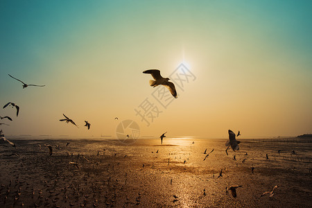 在泰国邦浦海面上鸥随日落在面飞行高清图片