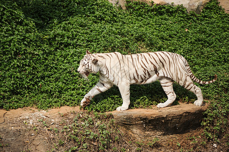 白的亚洲金刚虎休息和行走图片