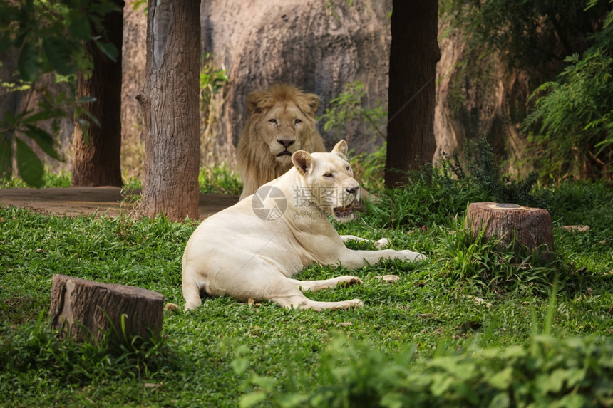 男和女白狮子躺倒在地上图片
