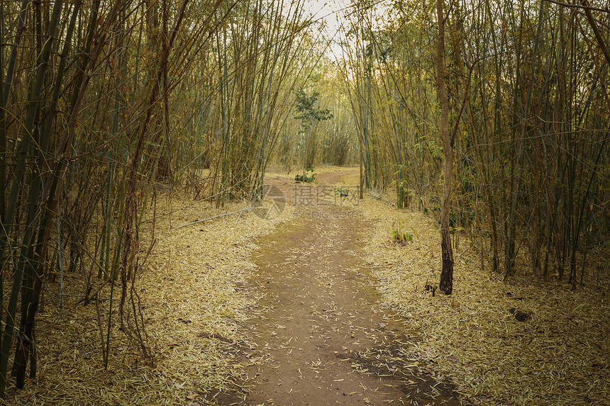 在林中竹树之间行走图片