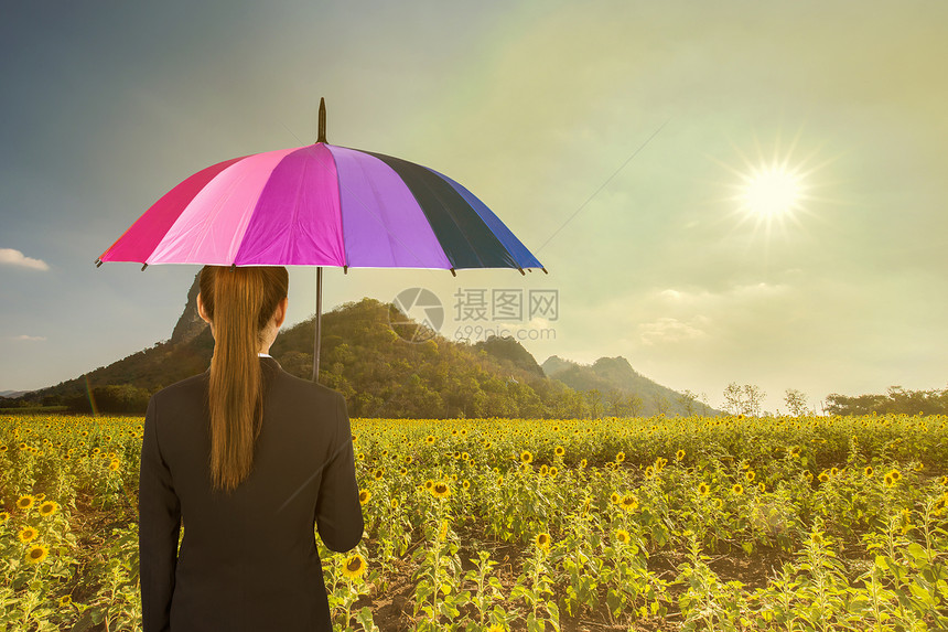 在向日葵田和阳光下拥有多色雨伞的女商人图片