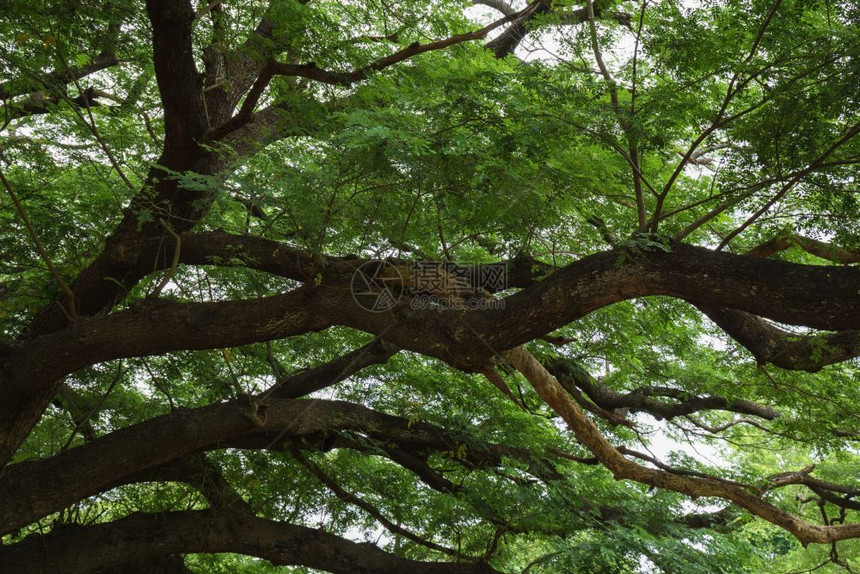泰国坎查那布里的巨型Monky豆荚树的大树枝图片