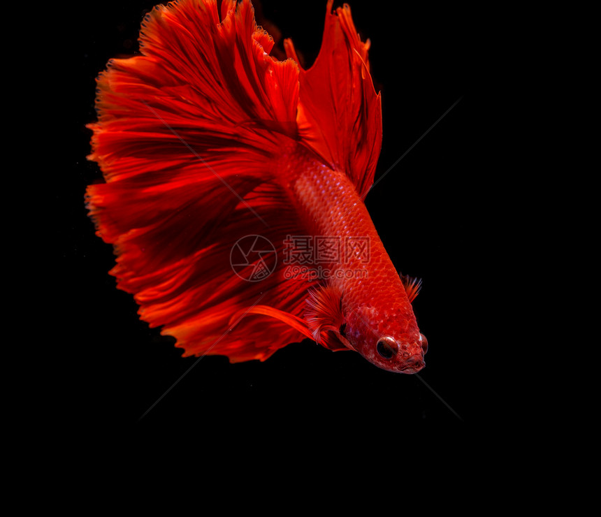 黑色背景的美丽红比亚打架鱼图片