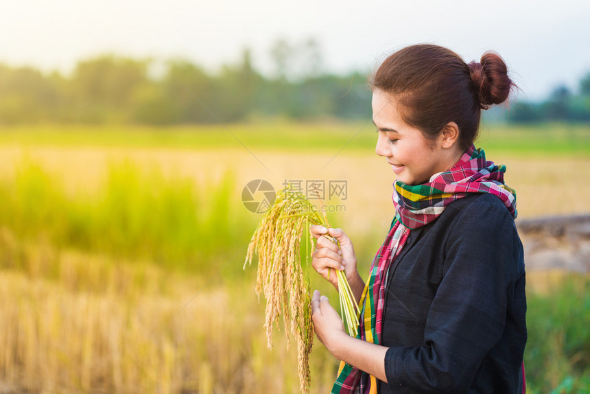 泰国田中拥有大米的农民妇女图片