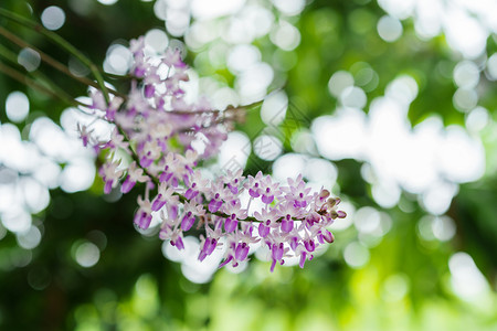 紫白兰花绿色bokeh背景的紫白兰花图片