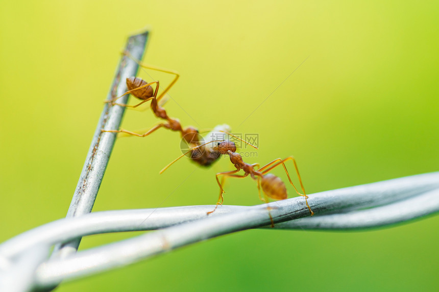 携带食物的蚂蚁图片