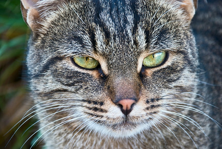 自然界中美丽的猫肖像图片