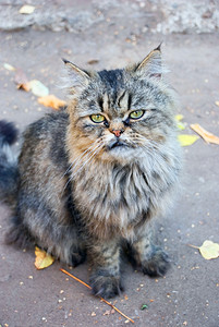 波斯猫坐在街上图片