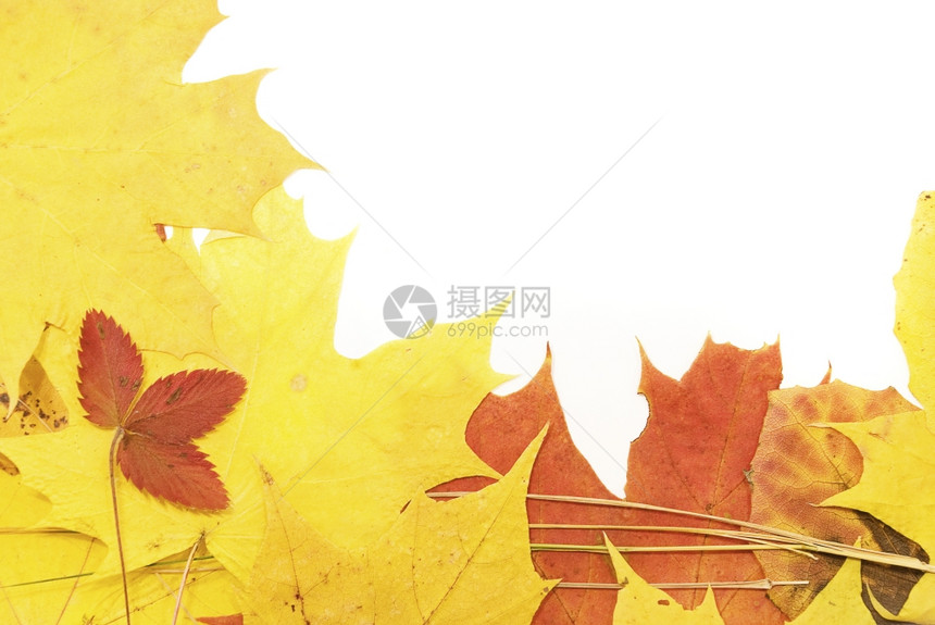 黄色秋叶背景图片