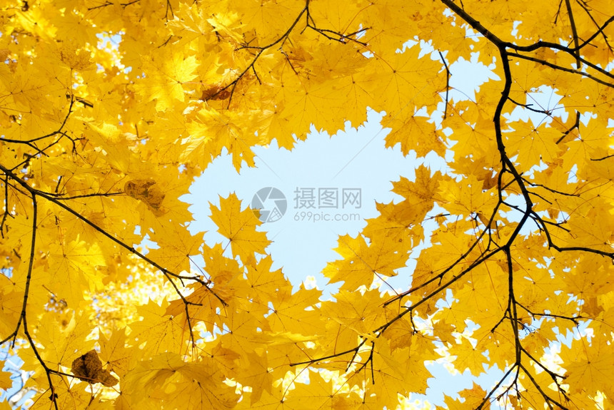 秋林中的树木图片