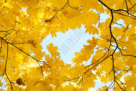 秋林中的树木图片